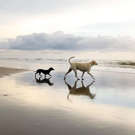 Shell Tatil Evi Reighton